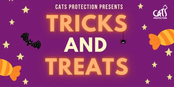 Content Image Cats Protection Halloween Copy