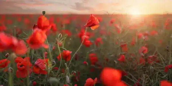 Content Image RBL Copy