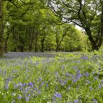 Cover Image Bluebells