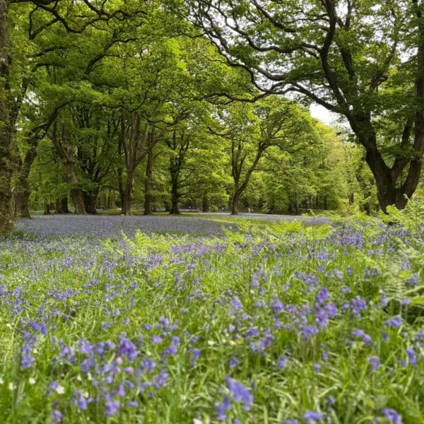 Cover Image Bluebells